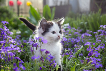 cute funny little black and white kitten on a sunny day walks on a flower bed among greenery and small purple flowers. A favorite pet in nature learns the world. First independent steps
