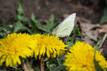 Cabbage White Butterfly on Dandelion Flowers