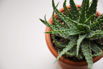 Green cactus in a brown pot on the white background with copy space