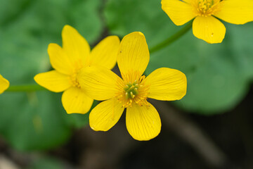 Marsh Marigold Flowers in Springtime