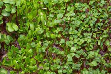 Growing plants at home using the hydroponic method of microgreening, rich in vitamins, without GMOs and growth stimulants, namely radish, a mixture of salads, arugula, watercress