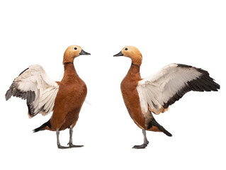 Ruddy Shelduck (Tadorna ferruginea) isolated on white background