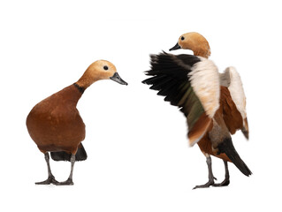 Ruddy Shelduck (Tadorna ferruginea) isolated on white background