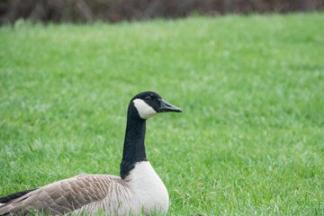 Canada Goose 