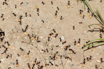 Colony of ants carrying wheat grains into their nest
