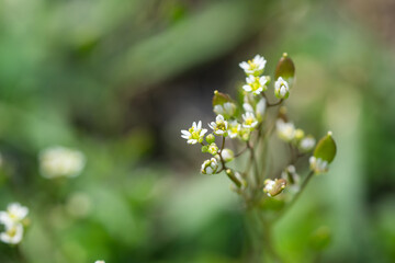 Spring Draba Flowers in Springtime