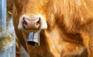 Vache.