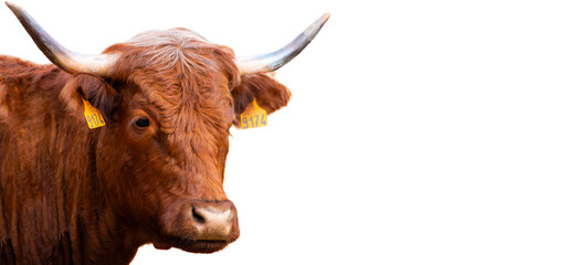 Vache.