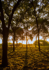 amanecer en parque fundidora  monterrey mexico