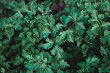 Background of fresh parsley leaves grown in the garden.