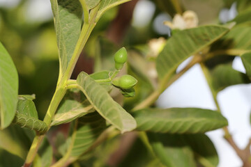 Selective focus shot of flower buds on guava plant in the garden
