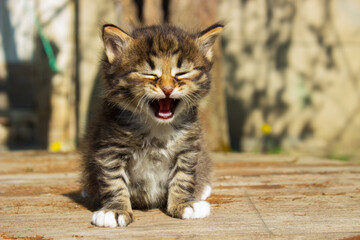 Tabby kitten - little cat open mouth sitting on green background. Cute curious baby tabby kitty with canine meowing or hissing. Small adorable beautiful angry fluffy tabby kitten close-up portrait