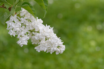 white lilac blossom isolated against a green background