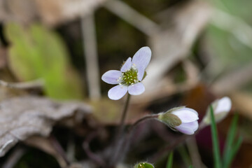 Round Lobed Hepatica Flowers in Springtime