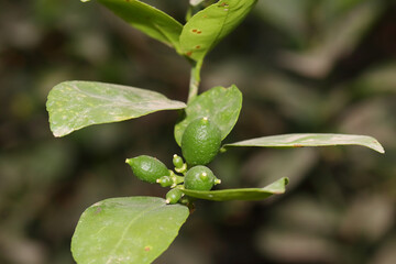 Fresh green lemon fruits on plant in the garden