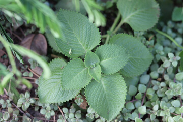  Its leaves have heart shaped spines leaves in the garden