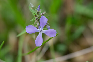 Wild Blue Phlox Flowers in Springtime