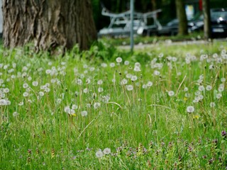 Baum auf einer Löwenzahnwiese