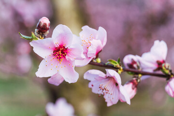 Spring flowering of peaches in the fruit fields in the village of Aitona, Lleida, Spain.