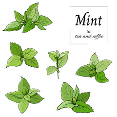 Set of green leaves mint and melisa cut out on white background. Vector hand drawn botanical illustration.
