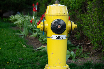 Yellow Fire Hydrant in Grass with Red Flowers in Background