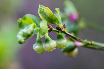 Bilberry having buds in the spring
