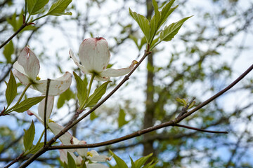 A look below the flowers of a dogwood tree. Sky view.