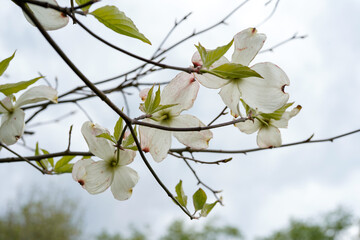 A look below the flowers of a dogwood tree. Sky view.