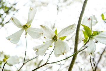 Trio of dogwood flowers growing on a tree. 