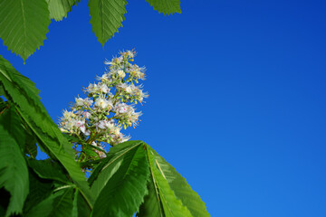 Blooming horse chestnut branch against clear blue sky. Spring horse-chestnut blossom. Symbol of...