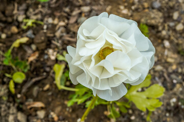 White ranunculus flower growing in a flower bed. Paper like petals.