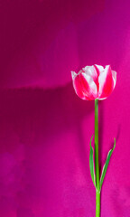 pink tulip on pink background