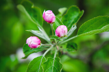 Blooming apple tree in spring. Pink apple buds close-up