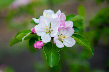 Blooming apple tree in spring. White and pink flowers of apple tree close-up