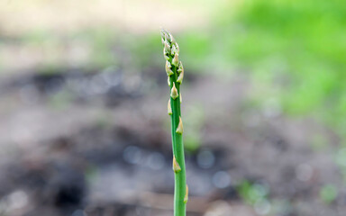 A young green sprout of asparagus grows in the ground. Close-up