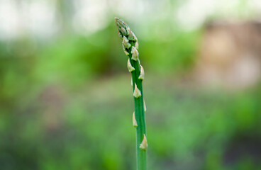 A young green sprout of asparagus grows in the ground. Close-up