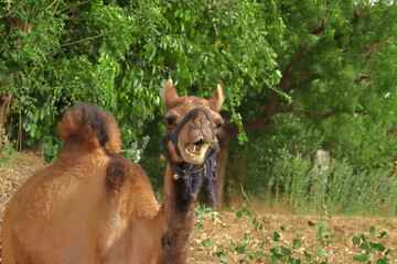 Portrait of a cute camel standing in the park with an open mouth