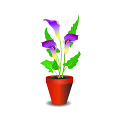 Purple calla lilies in a pot for room decor.Vector illustration for design. 