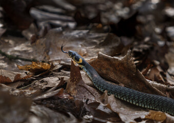 Grass Snake - Natrix Natrix