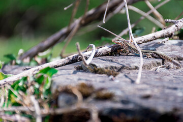 Close-up of a lizard with its tail cut off and looking at the camera.The photograph has the foreground and background out of focus.The shot was taken using a combination of natural and artificial ligh