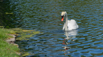 swan on the water