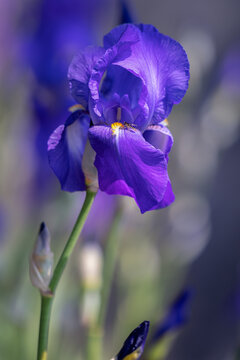 Little bee in a purple iris bud (Selective focus, bokeh) Vertical photo