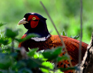 Male pheasant in country park in bright sunshine.