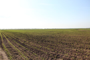 Agricultural field with small corn sprouts