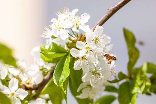 Closeup photo of a bee collects nectar from a fruit cherry tree flower. Blossoming branch with flower of cherry tree and a honey bee in spring.