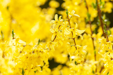 Spring bright yellow of blooming forsythia