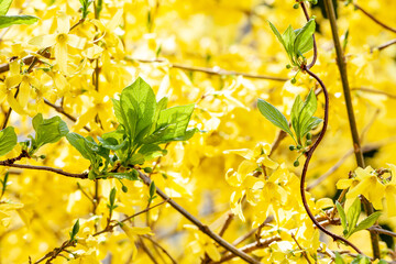 Spring bright yellow of blooming forsythia