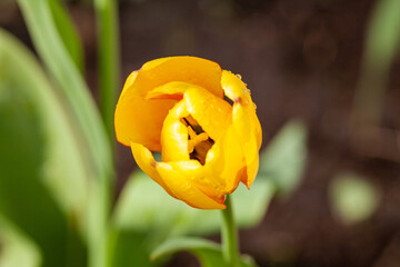  The blooming yellow tulip in the spring