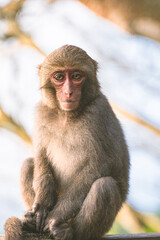 A Formosan macaque lives in Shoushan National Nature Park of Kaohsiung city, Taiwan, also called Macaca cyclopis.
