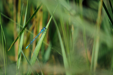 A summer 3 shot HDR image of an Azure Damselfly, Coenagrion puella, at rest in Meathop Moss Nature Reserve, Cumbria, England. 
